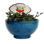 خرید پرسیاوشان خشک شده از عطاری آنلاین خرم شفا - دسته گیاهان دارویی