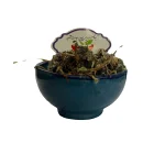 عکس ساقه قاصدک خرم شفا